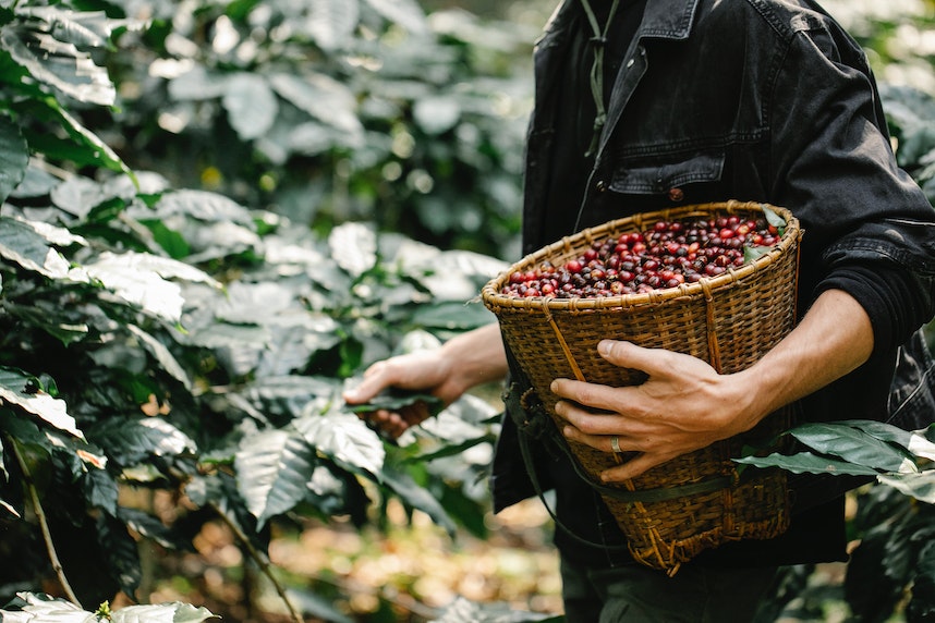 Man Picking Coffee Berries in Basket